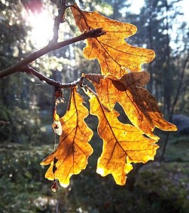 eklöv4